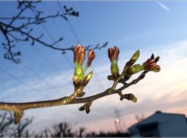 構内、桜のつぼみからピンクの花びらが成長　2015年