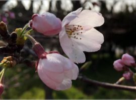 構内の桜、数本の木から花が開きました。　2015年