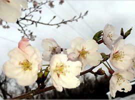 構内の桜、いくつかの木々で一斉に開花。　2015年