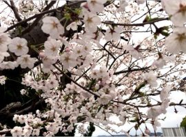 桜の開花が本番。　2015年